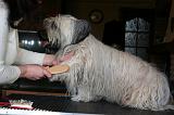 SKYE TERRIER - BROSSAGE 083
